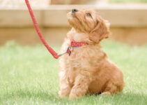 6 Facts About Goldendoodles you Need to Know Before Buying in 2024