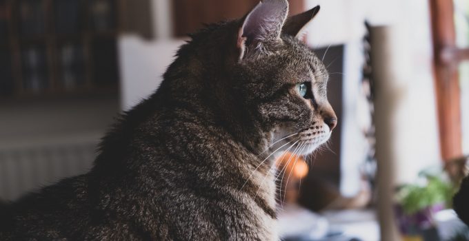 When Do Cats Stop Growing – 2024 Guide