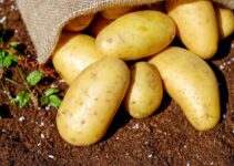 3 Advantages of Using Potato Diggers