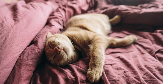 6 Reasons Why Do Cats Crave Warmth