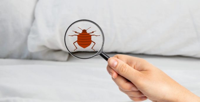 How to Make a Bed Bug Treatment Successful – 2024 Guide