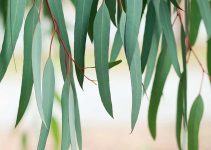What’s the Difference Between Malagueta and Eucalyptus?