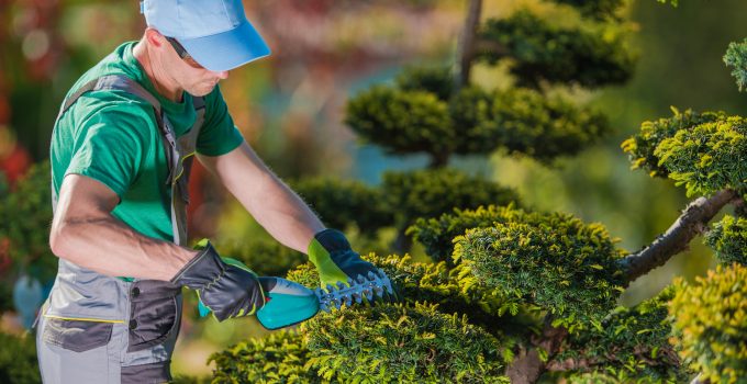 6 Reasons To Hire Professional Tree Trimming Services For Your Home