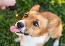 5 Benefits Of Getting CBD Oil for Your Dogs