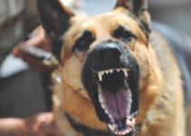 Compensation for Dog Attack Injuries in Australia