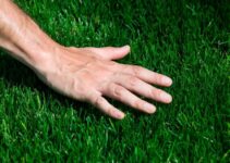 How To Get Thick Bermuda Grass – 2024 Guide