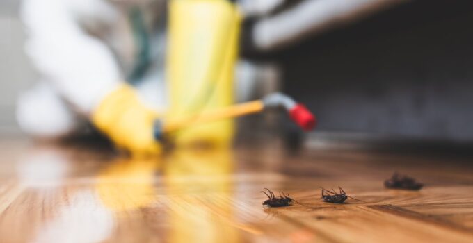 7 Easy Ways to Control Pest Infestation at Home in 2024