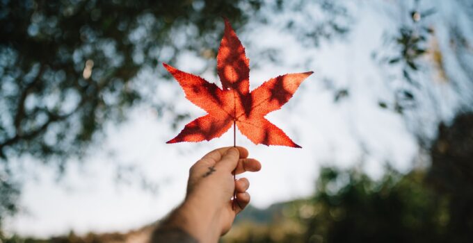 Guide to The Top 5 CBD Products in Canada