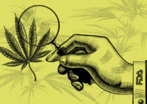 Useful Cannabis Properties Pique Interest of FDA