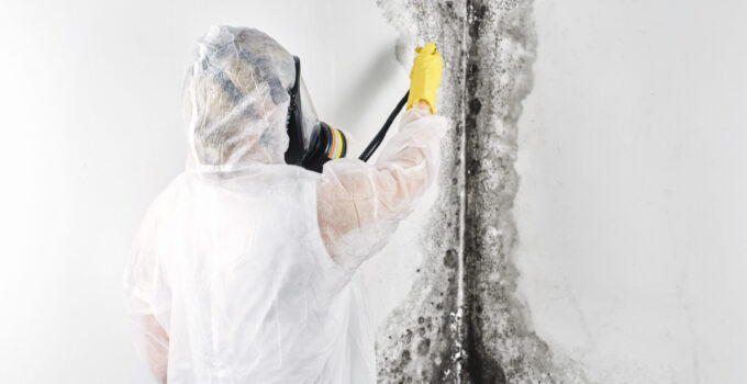 7 Important Reasons Why Mold Remediation and Removal Requires an Expert