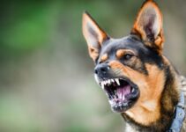 How Much Is a Dog Bite Lawsuit Worth in California – 2024 Guide