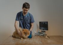 The Most Expensive Vet Procedures That Can Put a Strain on Your Budget
