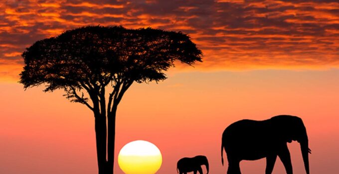 2024 Safari Planner: Where to Go for Your Ultimate Adventure
