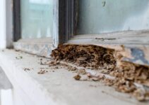 Why You Should Probably Leave Termite Control to the Professionals