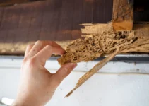 Why You Should Probably Leave Termite Control to the Professionals