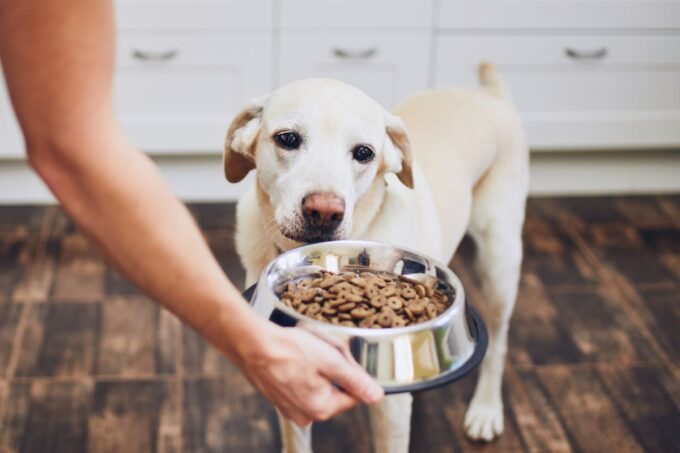 Essential Nutrients Your Pet Needs