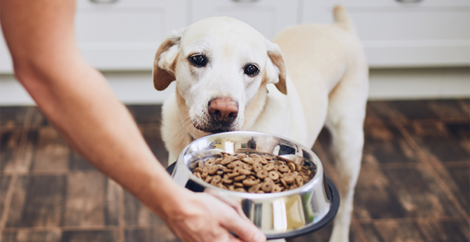 What Should I Feed My Dog? A Complete Guide to Canine Nutrition