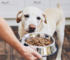 What Should I Feed My Dog? A Complete Guide to Canine Nutrition