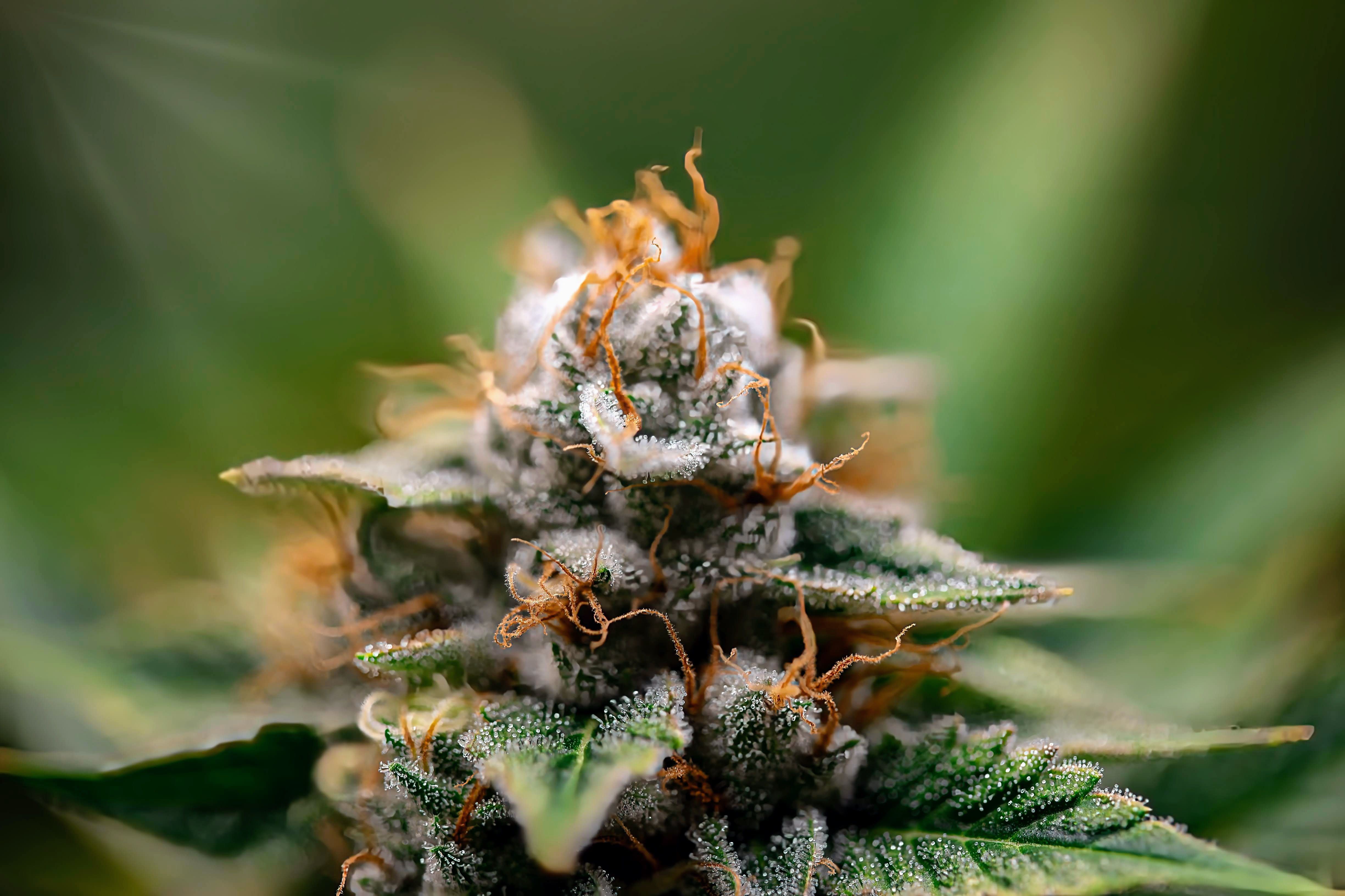 Macro close-up of a frosty cannabis bud covered in glistening trichomes
