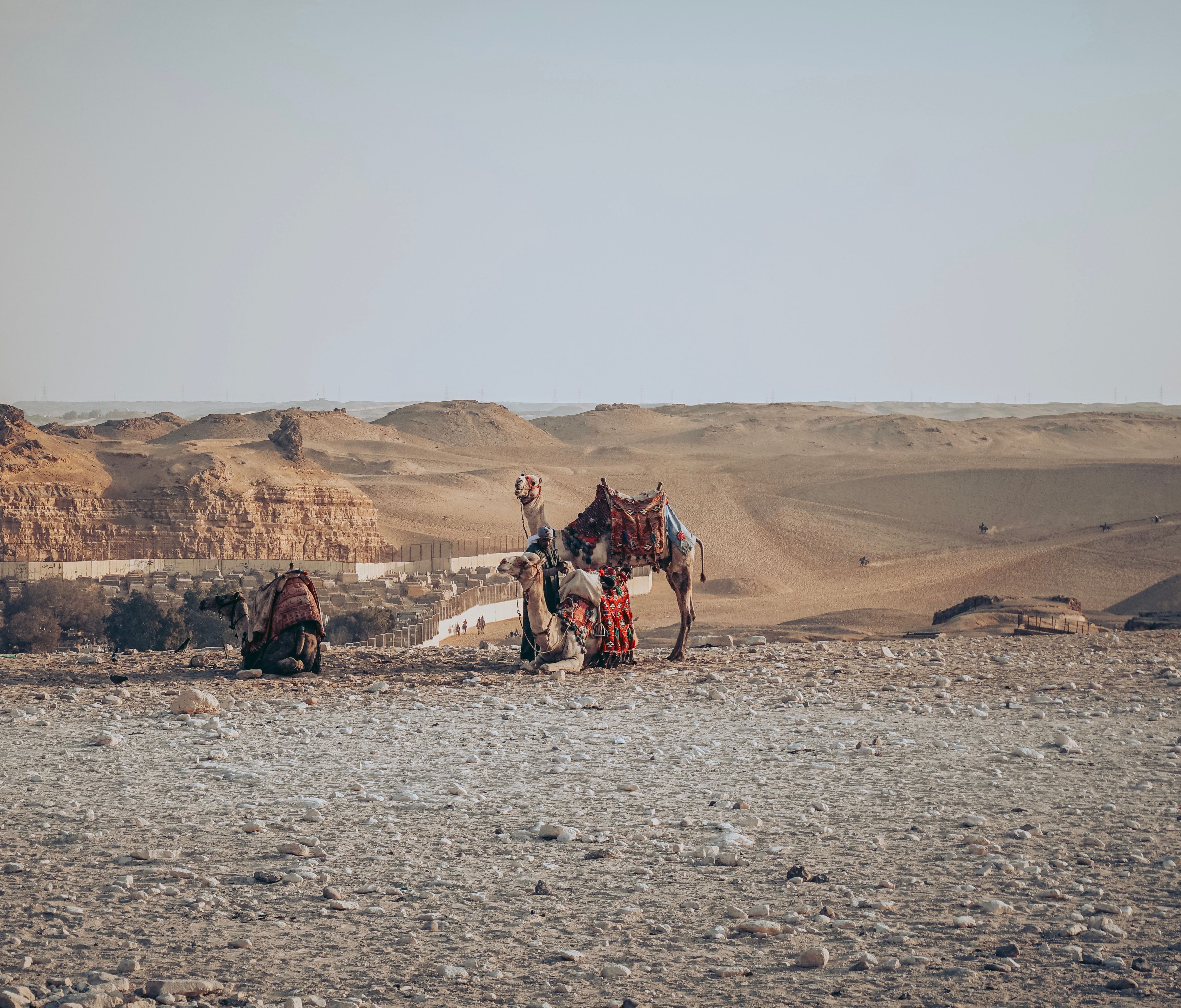 Camels in colorful saddles resting on sandy desert dunes during a hot day.